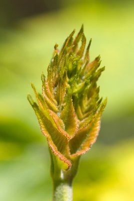 Aralia elata 'Aureovariegata' - arálie štíhlá - list jaro